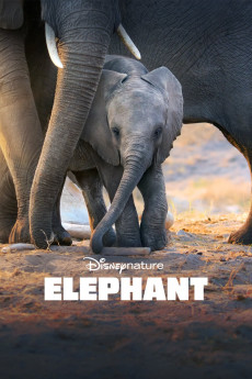 Elephant (2020) download