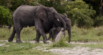 Naledi: A Baby Elephant's Tale (2016) download